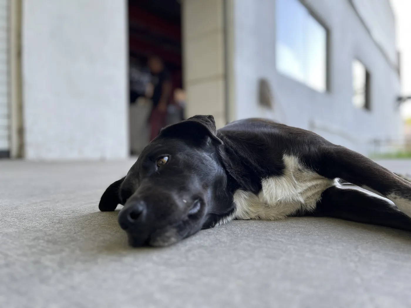El perro echado afuera del local